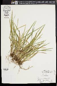 Carex cumberlandensis image