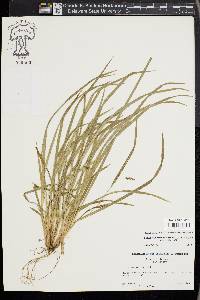 Carex cumberlandensis image