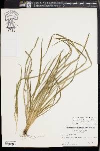 Carex cumberlandensis image