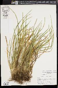 Carex cumberlandensis image