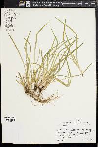 Carex cumberlandensis image