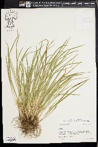 Carex cumberlandensis image