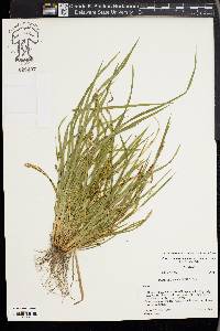 Carex cumberlandensis image