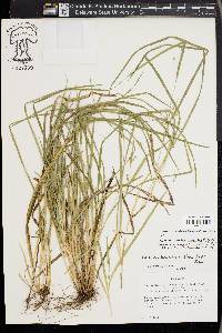 Carex cumberlandensis image