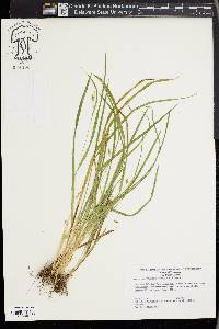 Carex cumberlandensis image