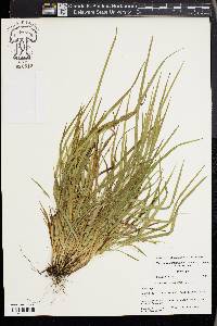 Carex cumberlandensis image