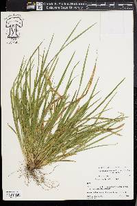 Carex cumberlandensis image