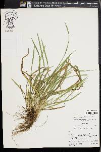 Carex cumberlandensis image