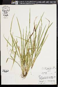 Carex cumberlandensis image