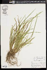 Carex cumberlandensis image