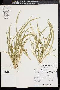 Carex cumberlandensis image