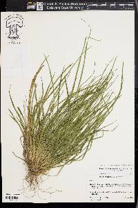 Carex cumberlandensis image