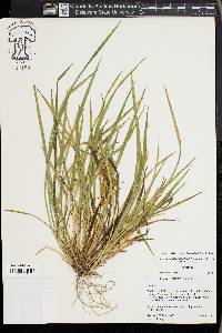 Carex cumberlandensis image