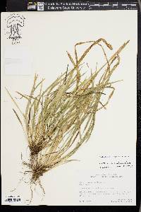 Carex cumberlandensis image