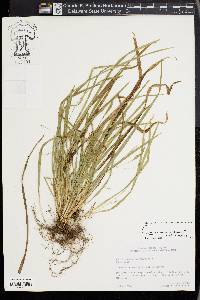 Carex cumberlandensis image