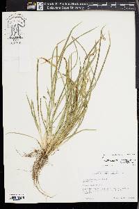 Carex cumberlandensis image