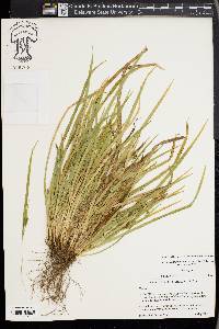 Carex cumberlandensis image