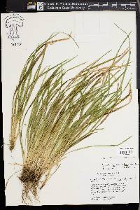 Carex cumberlandensis image