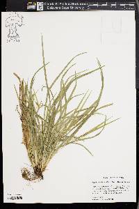 Carex cumberlandensis image