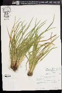 Carex cumberlandensis image