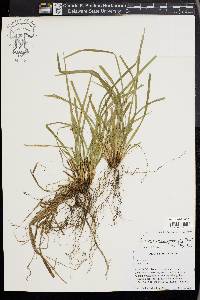 Carex cumberlandensis image