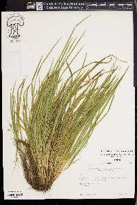 Carex cumberlandensis image