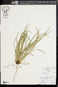 Carex cumberlandensis image