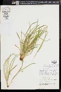 Carex cumberlandensis image