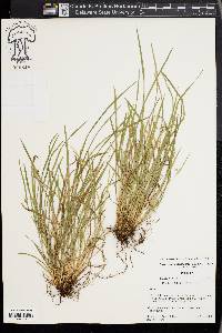 Carex cumberlandensis image