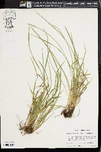 Carex cumberlandensis image