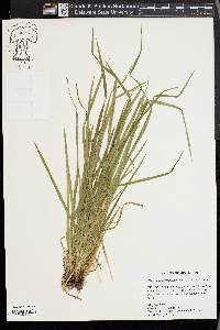 Carex cumberlandensis image