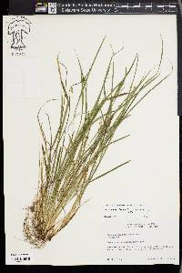 Carex cumberlandensis image