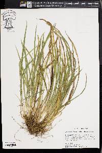 Carex cumberlandensis image