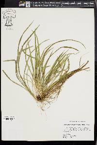 Carex cumberlandensis image