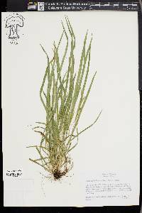 Carex cumberlandensis image