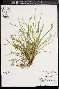 Carex cumberlandensis image