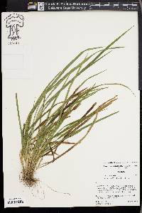 Carex cumberlandensis image