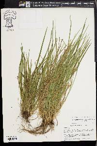 Carex cumberlandensis image