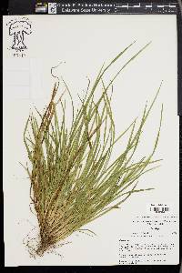 Carex cumberlandensis image