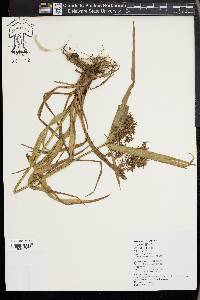 Carex cruciata image