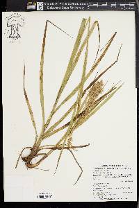 Carex cruciata image