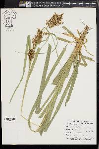 Carex cruciata image