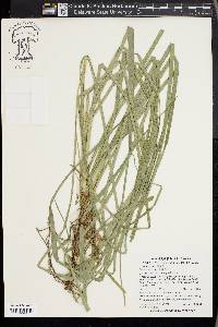 Carex cruciata image