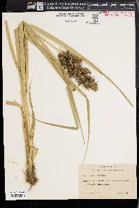 Carex crus-corvi image