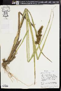 Carex crus-corvi image