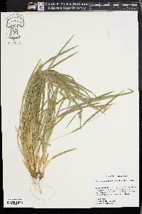 Carex cumberlandensis image