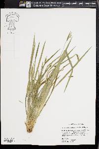 Carex cumberlandensis image