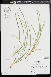 Carex cumberlandensis image