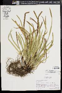 Carex cumberlandensis image