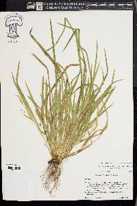 Carex cumberlandensis image